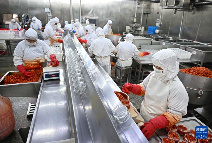 칭다오(靑島) 샹룽(翔龍)식품유한공사 직원들이 일본 시장으로 수출될 김치를 가공하고 있다. [1월 29일 촬영/사진 출처: 신화사]