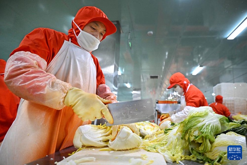 칭다오 눙이(農一)식품유한공사 직원들이 김치를 가공하고 있다. [1월 29일 촬영/사진 출처: 신화사]