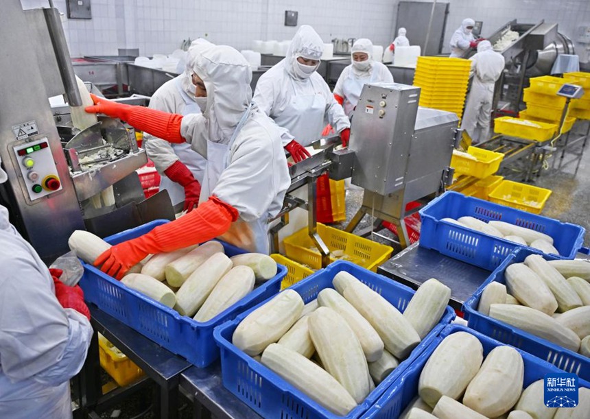 칭다오 눙이식품유한공사 직원들이 김치를 가공하고 있다. [1월 29일 촬영/사진 출처: 신화사]