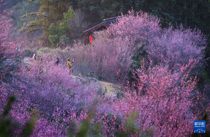 서현 마이화위촌에서 관광객들이 매화꽃을 감상하고 있다. [2월 9일 촬영/사진 출처: 신화사]
