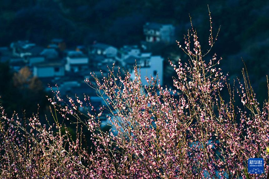 서현 마이화위촌에 핀 매화꽃 [2월 9일 촬영/사진 출처: 신화사]