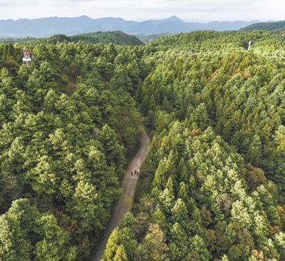 구이저우(貴州)성 비제(畢節)시 치싱관(七星關)구 궁룽핑(拱攏坪) 국유임업장 [사진 출처: 신화사]