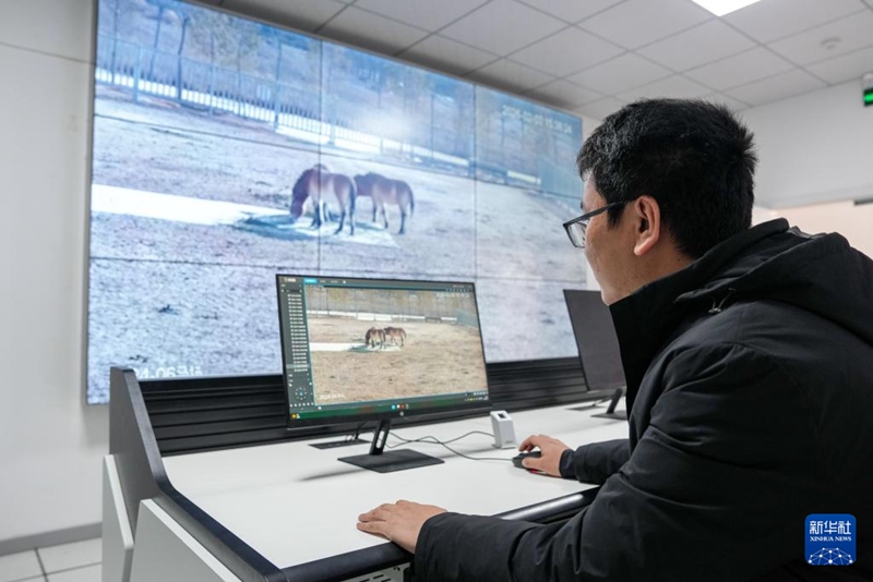 간쑤 멸종위기동물 보호센터 프르제발스키말 사육 번식 기지 직원이 말들의 섭식 상태를 모니터링하고 있다. [2월 3일 촬영/사진 출처: 신화사]