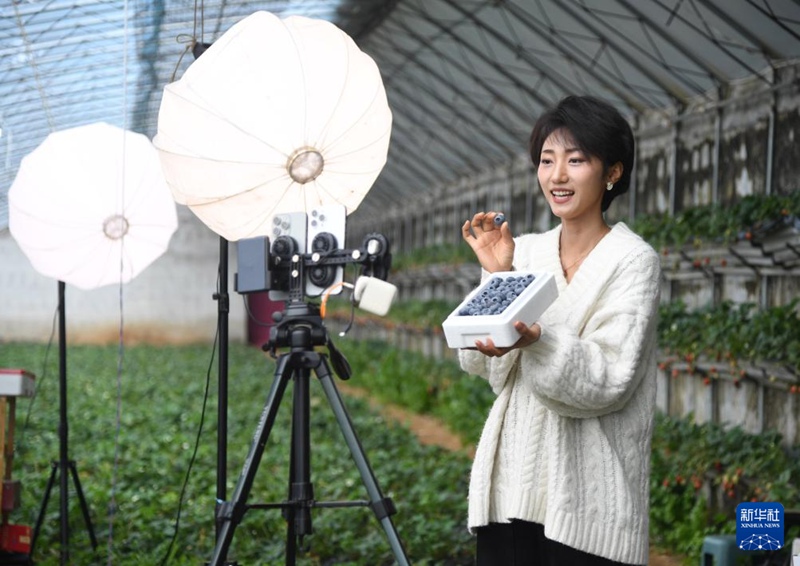 베이징 핑구, 블루베리 수확 한창