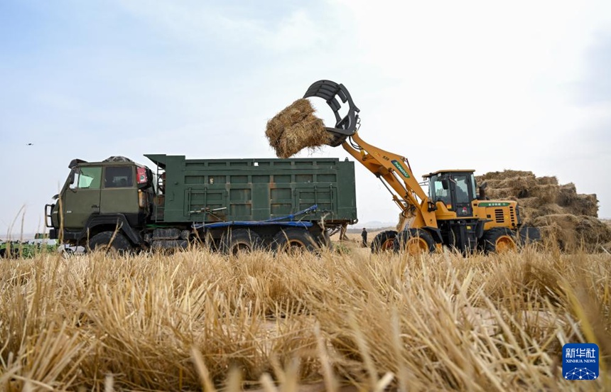 네이멍구 아라산맹 우란부허사막에서 대형 기계가 초자재를 상차하고 있다. [2월 28일 촬영/사진 출처: 신화사]