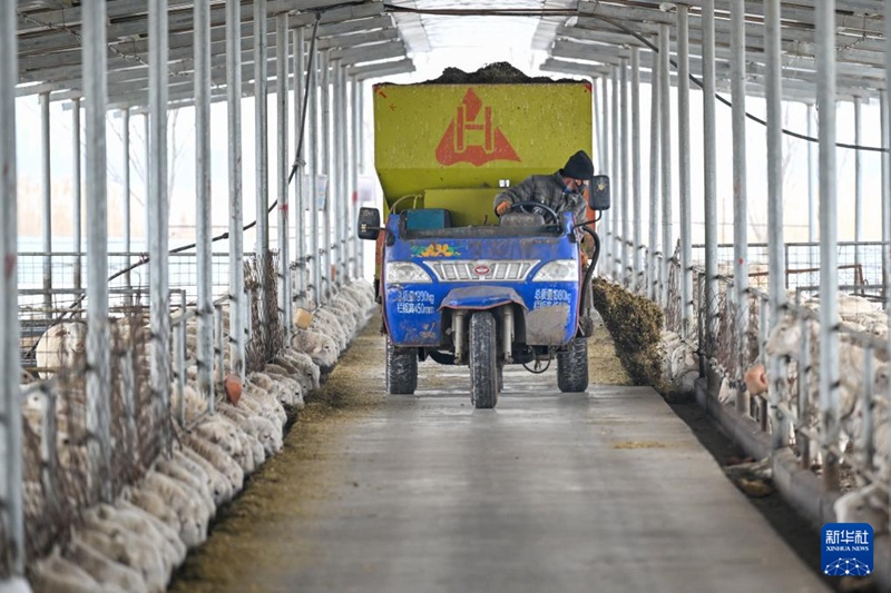 작업자가 자동 사료 살포 차량으로 양들에게 먹이를 주고 있다. [3월 3일 촬영/사진 출처: 신화사]
