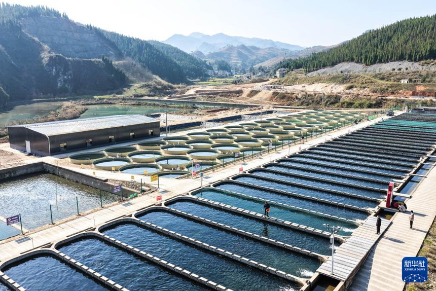 구이저우성 천궁현 담수어업 기지에서 작업자가 연어에게 먹이를 주고 있다. [3월 10일 드론 촬영/사진 출처: 신화사]