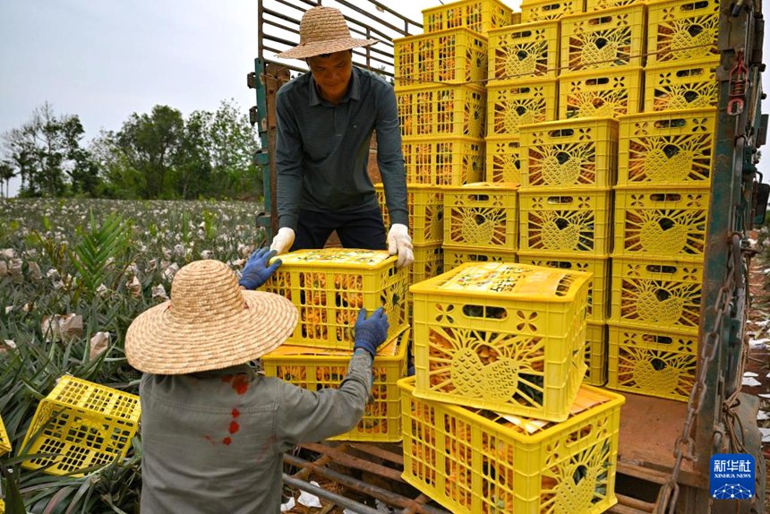 하이커우 다포진에서 농민들이 파인애플을 트럭에 싣고 있다. [3월 12일 촬영/사진 출처: 신화사]