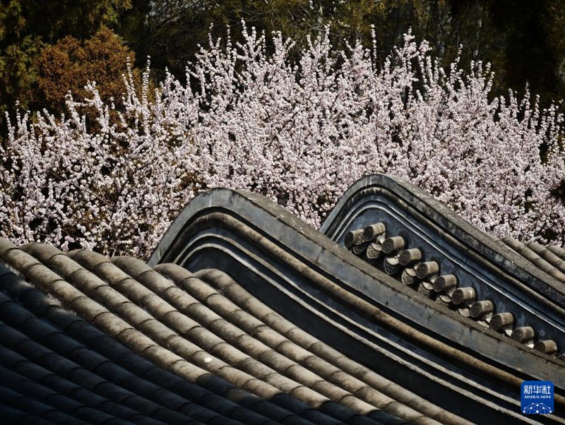 베이징 베이하이공원에서 촬영한 풍경 [3월 15일 촬영/사진 출처: 신화사]