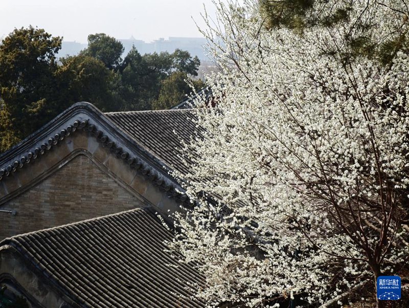 베이징 베이하이공원에서 촬영한 풍경 [3월 15일 촬영/사진 출처: 신화사]