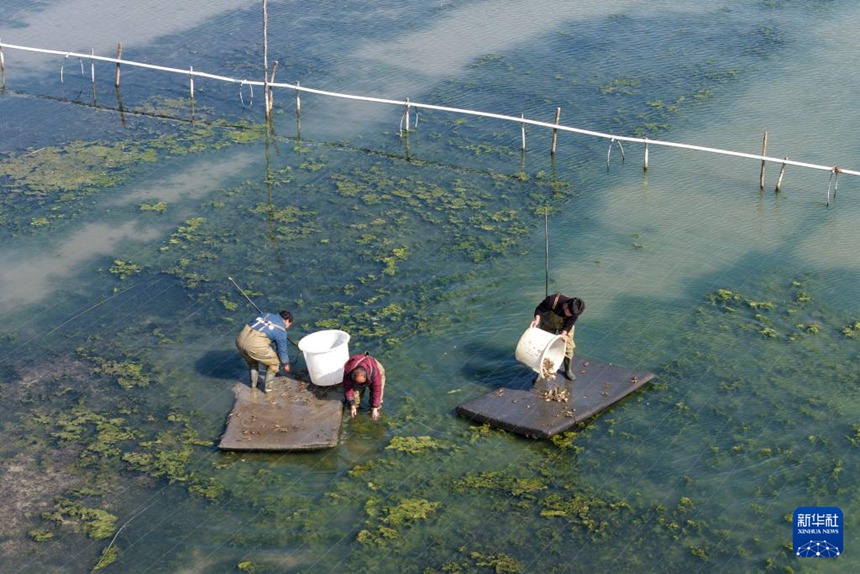 주차이성이 게 양식 기지에 게 유생을 투하하고 있다. [3월 13일 드론 촬영/사진 출처: 신화사]