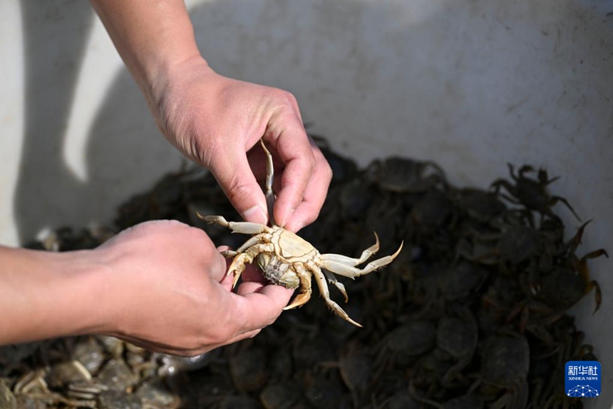 주차이성이 게 유생을 살펴보고 있다. [3월 13일 촬영/사진 출처: 신화사]