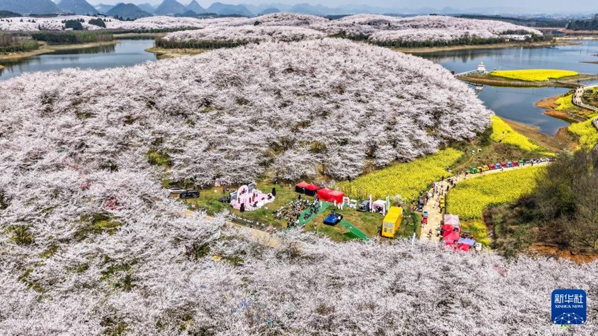구이저우성 구이안신구 벚꽃 공원에서 관광객들이 즐거운 시간을 보내고 있다. [3월 11일 드론 촬영/사진 출처: 신화사]