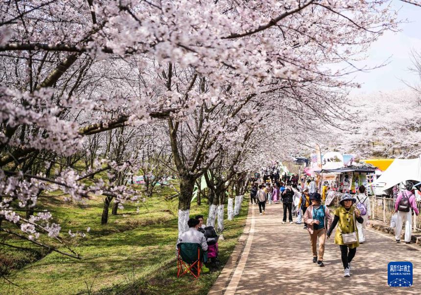 구이저우성 구이안신구 벚꽃 공원에서 관광객들이 꽃을 감상하며 봄나들이를 즐기고 있다. [3월 11일 촬영/사진 출처: 신화사]