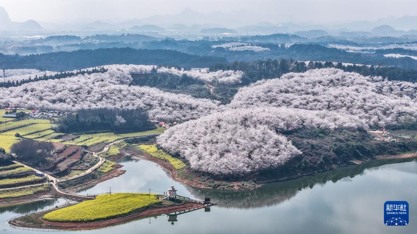 구이저우성 구이안신구 벚꽃 공원 일각 [3월 11일 드론 촬영/사진 출처: 신화사]