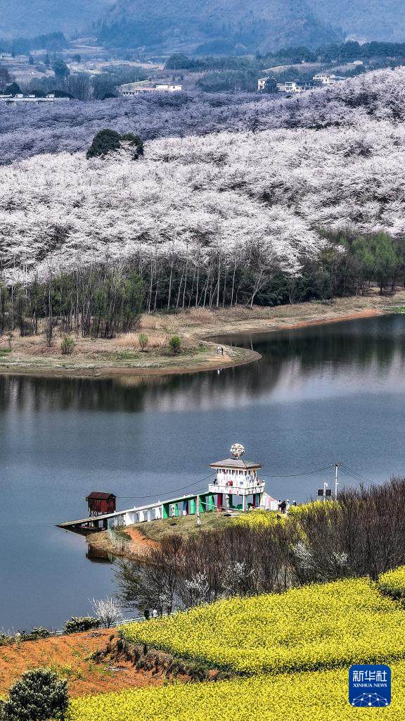 구이저우성 구이안신구 벚꽃 공원 일각 [3월 11일 드론 촬영/사진 출처: 신화사]