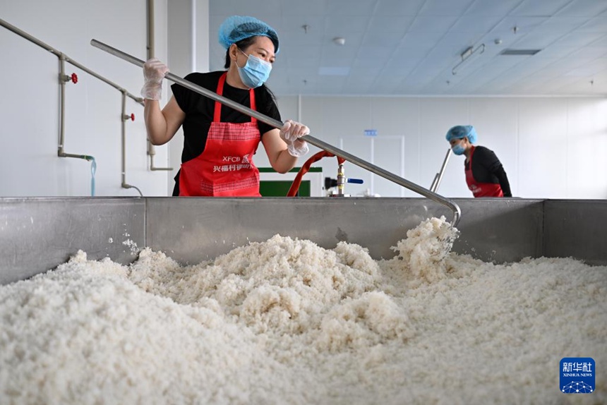 원창시 시베이방싱(溪北邦興)식품과학기술유한공사 짜오포추 가공공장 직원들이 찐 쌀의 온도를 낮추고 있다. 쌀은 짜오포추의 주원료다. [1월 28일 촬영/사진 출처: 신화사]
