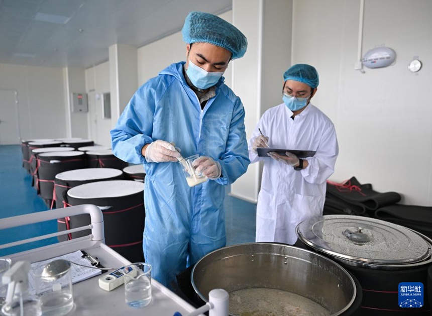 직원들이 짜오포추 샘플을 채취해 검사하고 있다. [1월 28일 촬영/사진 출처: 신화사]