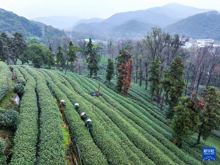 메이자우촌의 차농들이 차밭에서 시후 룽징 ‘밍첸차’를 채취하고 있다. [3월 19일 드론 촬영/사진 출처: 신화사]