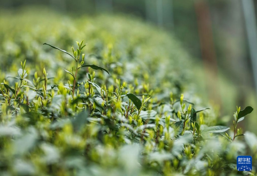 시후 룽징차 1급 보호구 메이자우촌의 차나무 [3월 19일 촬영/사진 출처: 신화사]