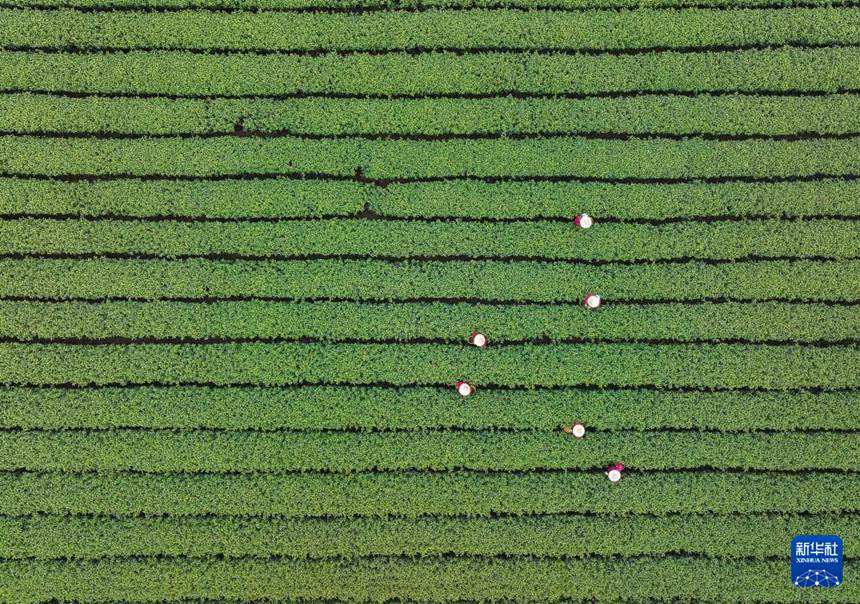 메이자우촌의 차농들이 차밭에서 시후 룽징 ‘밍첸차’를 채취하고 있다. [3월 19일 드론 촬영/사진 출처: 신화사]