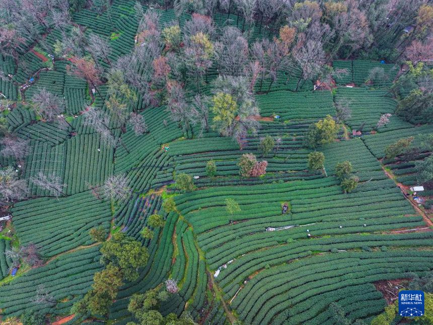 메이자우촌의 차농들이 차밭에서 시후 룽징 ‘밍첸차’를 채취하고 있다. [3월 19일 드론 촬영/사진 출처: 신화사]