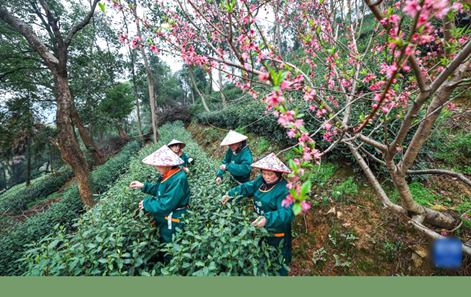 향긋한 봄 향기…시후 용정차 수확 시작
