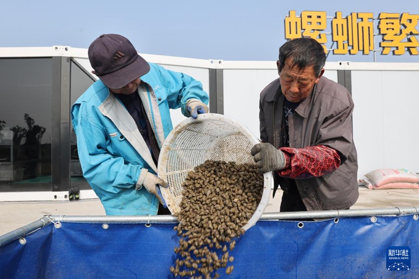 화이안시 훙쩌구 장바진 우렁이 번육연구센터에서 작업자들이 우렁이를 선별하고 있다. [3월 21일 촬영/사진 촬영: 완전(萬震)]