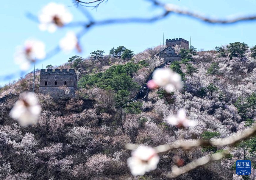 산꽃에 둘러싸인 황화청 수이창청의 풍경 [4월 1일 촬영/사진 출처: 신화사]