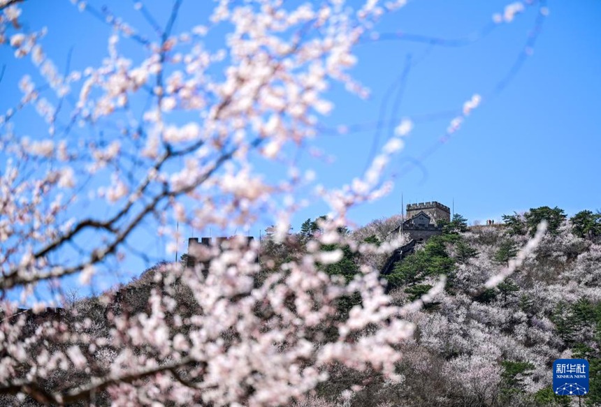 산꽃에 둘러싸인 황화청 수이창청의 풍경 [4월 1일 촬영/사진 출처: 신화사]