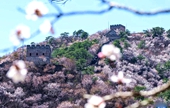 황화청 수변 만리장성, 산꽃 만발한 봄기운 물씬
