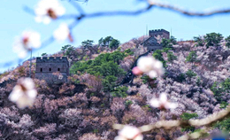 [포토] 황화청 수변 만리장성, 산꽃 만발한 봄기운 물씬