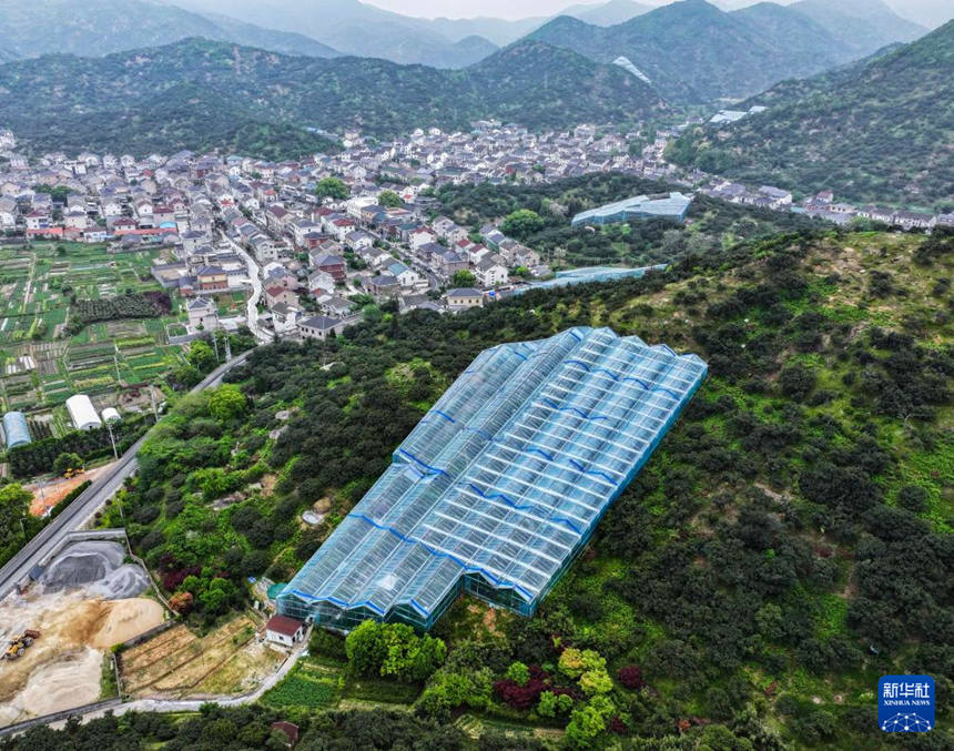 저장성 츠시시 쾅옌진의 소귀나무 비닐하우스 [4월 21일 드론 촬영/사진 출처: 신화사]