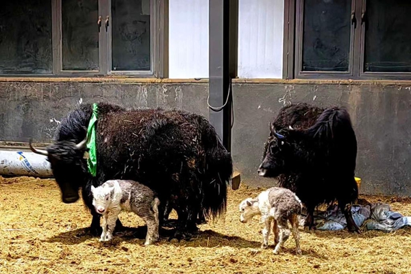 시짱 당슝현 두 번째 복제 마오뉴 중 흰색 마오뉴 2마리 [사진 제공: 당슝현 융합미디어센터]