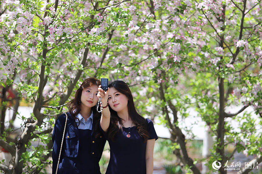 간쑤(甘肅)성 란저우(蘭州)시 옌탄(雁灘)공원 내 해당화가 활짝 피어 시민들의 발길이 이어진다. 