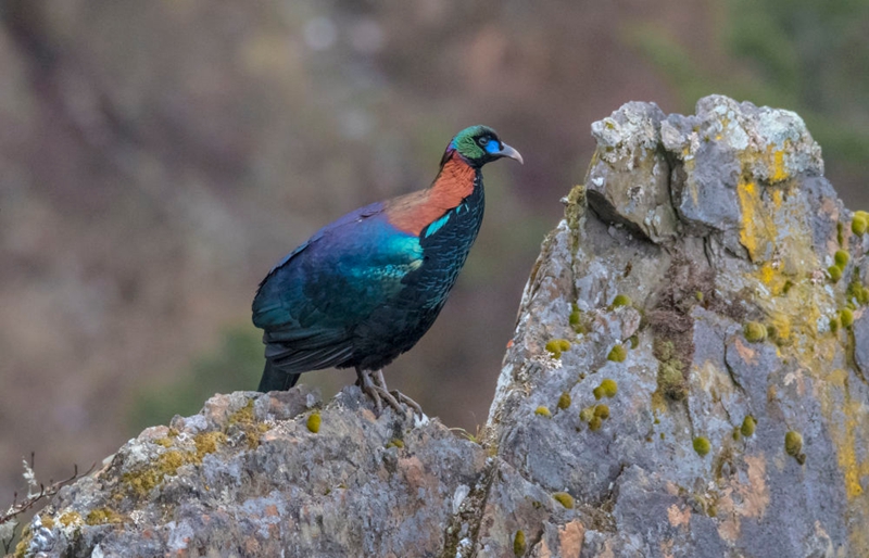 무지개꿩(Lophophorus lhuysii)
