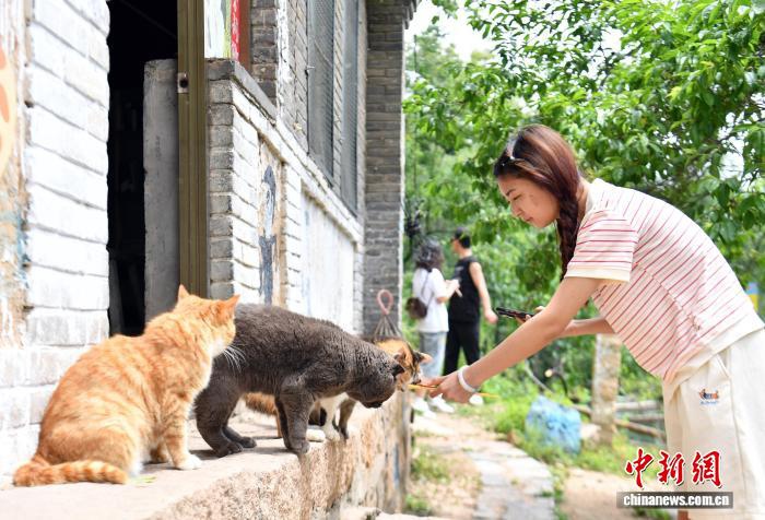 ‘고양이촌’을 찾은 관광객이 고양이와 재밌게 논다. [5월 27일 촬영/사진 촬영: 한빙(韓冰)]