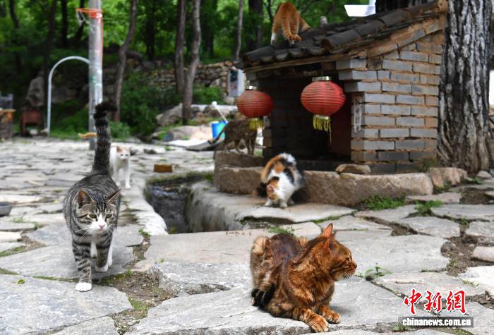 ‘고양이촌’에 사는 고양이들 [5월 27일 촬영/사진 촬영: 한빙]&nbsp;
