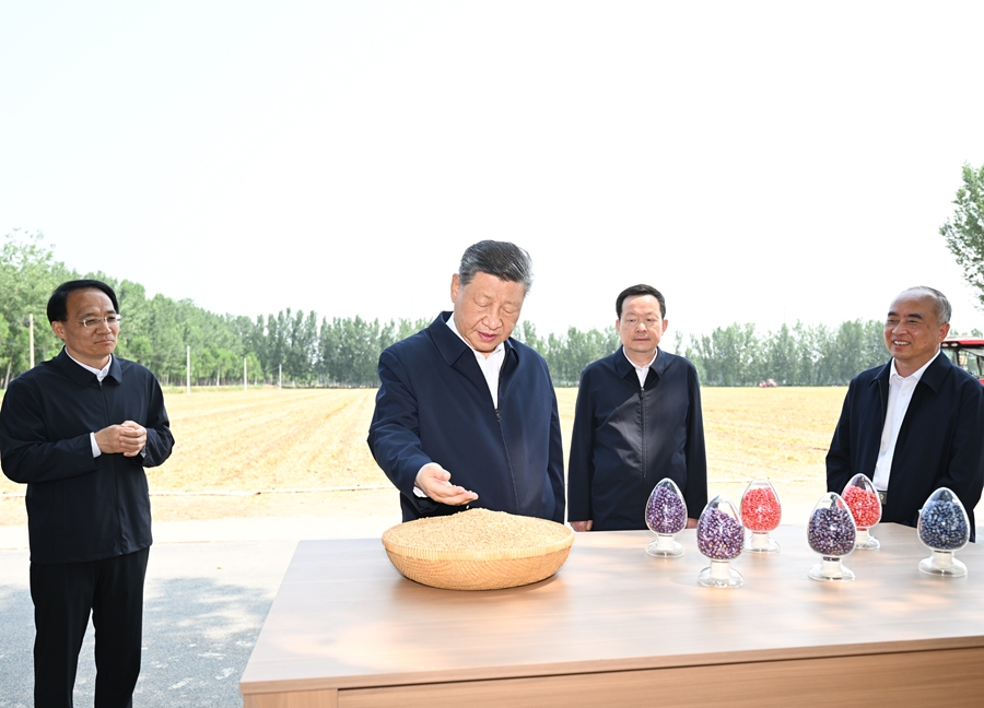 시진핑 주석이 링청(陵城)구 볜린(邊臨)진 둥위자(東于架)촌에서 현지의 ‘싼샤’(三夏: 여름파종·여름풀매기·여름걷이) 생산 상황을 살펴보고 있다. 