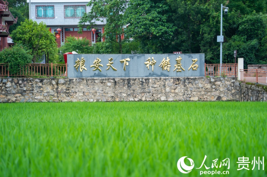 첸궁현 저우핑 지역의 잡종 벼 종자 생산 전시 구역