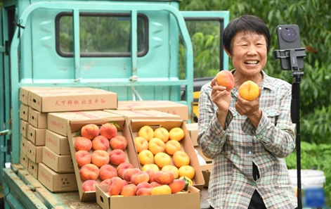 베이징 핑구, 복숭아 수확철…판매 분주