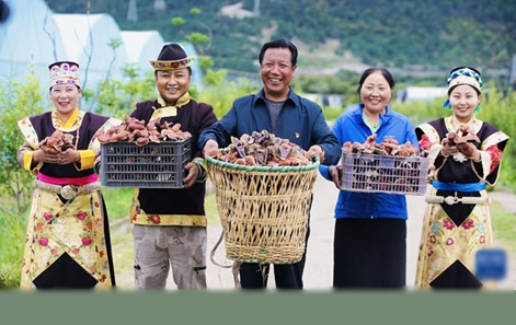 시짱, 두 세대가 함께 일군 ‘영지 재배’로 빈곤 탈출...연매출 920만 위안
