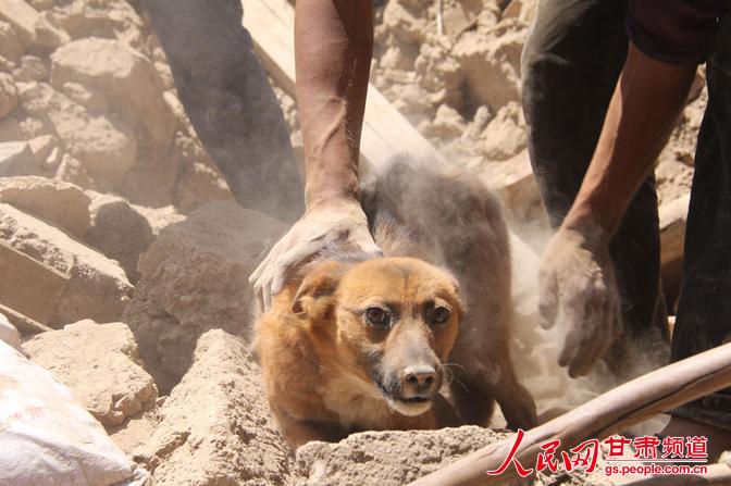간쑤 지진으로 매몰된 강아지 31시간만에 구조돼 