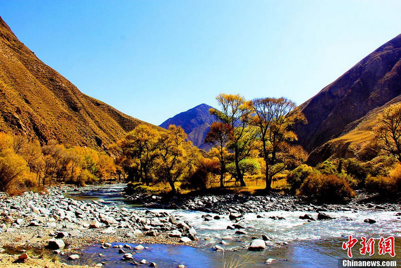 간쑤 쑤난초원, 다채로운 가을색이 유화를 보는 듯 (4)