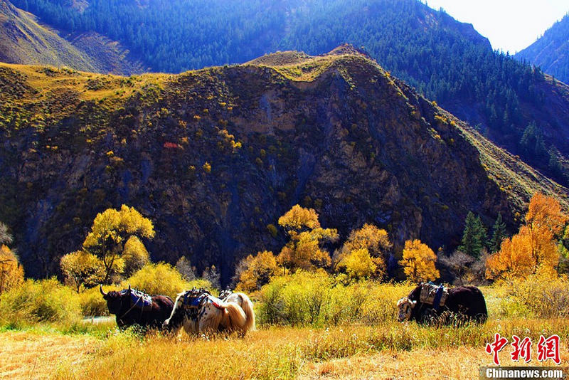 간쑤 쑤난초원, 다채로운 가을색이 유화를 보는 듯 (2)
