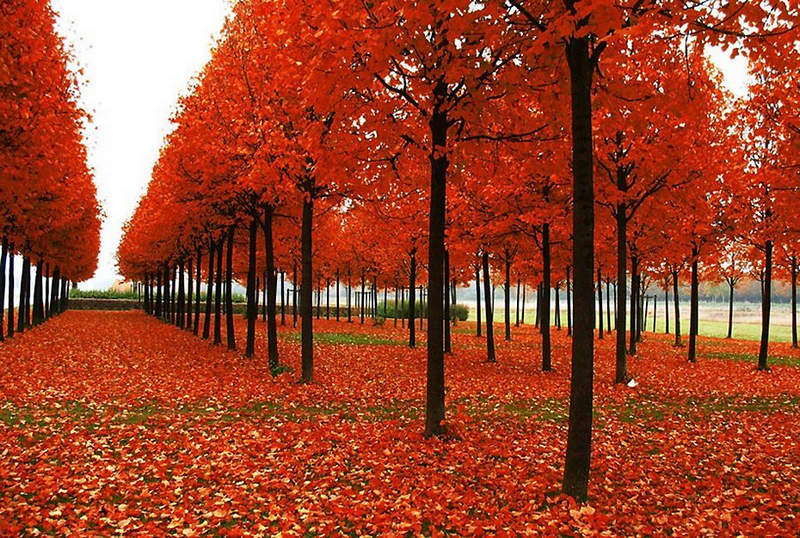 세상에서 가장 아름다운 가을 풍경을 담다 (8)