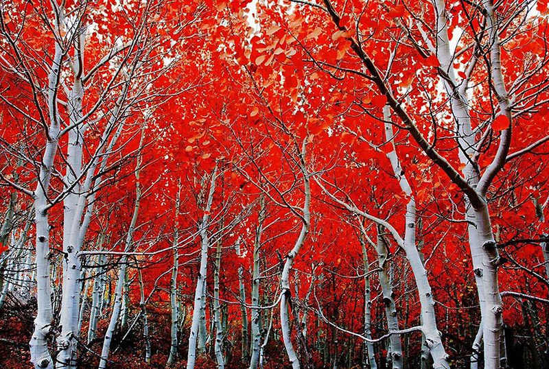세상에서 가장 아름다운 가을 풍경을 담다 (4)