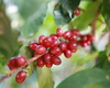 북회귀선상의 우수한 기후 환경 조건에 위치한 푸얼(Puer, 普洱(보이) )은 전세계 최적의 커피 재배지 중 하나로 100여 년의 커피 재배 역사를 자랑한다. 푸얼 커피의 명성은 푸얼차(普洱茶，보이차)의 명성에 결코 뒤지지 않는다. 