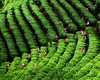 2013년 국제차(茶)산업대회, 제8회 중국 윈난보이차 국제박람회, 제13회 중국보이차축제가 2013년 5월 25일부터 27일까지 푸얼에서 개최되어 전 세계인의 시선이 다시 한번 푸얼시와 푸얼 녹색산업에 주목하였다. 