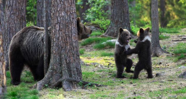 핀란드, ‘손에 손잡고’ 춤추는 아기곰…귀여움의 극치 (2)